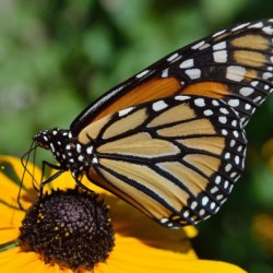 Monarch Butterfly